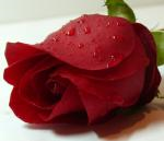 ������ ������� �����